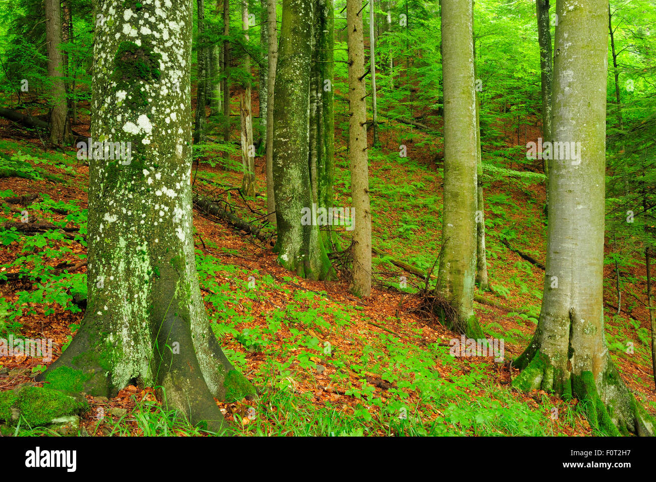 Unberührten Buchenholz (Fagus Sylvatica) und Tanne (Abies sp) Wald Stelzwurzeln, Stramba Tal, Fagaras-Gebirge, südlichen Karpaten, Rumänien, Juli. Natura 2000-Gebiet Stockfoto