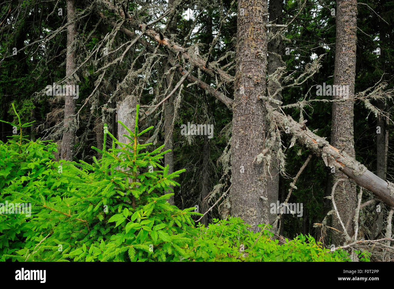 Unberührten Wald Fichte (Picea sp) mit gefallenen Baum, Arges County, Leota Gebirge, Karpaten, Rumänien, Juli Stockfoto