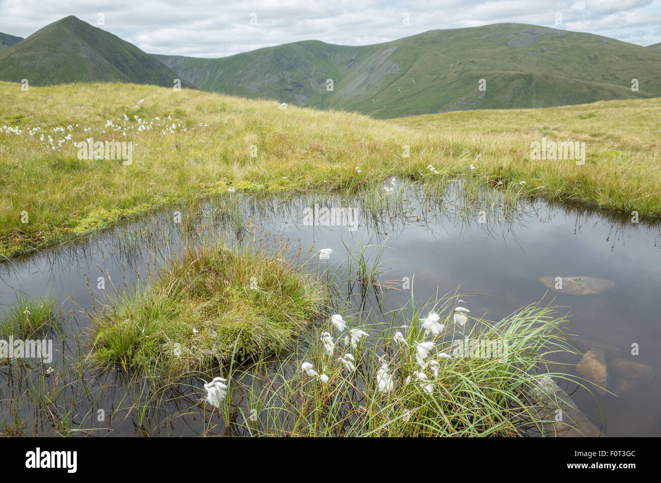 Weiße Arktis/Alpenblume nahe dem Gipfel des Lakelandpoeten Stockfoto