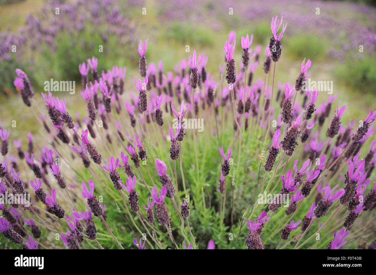 Französischer Lavendel (Lavandula Stoechas) im Campanarios de Azaiba Nature Reserve, Salamanca Region Castilla y Leon, Spanien, Mai Stockfoto