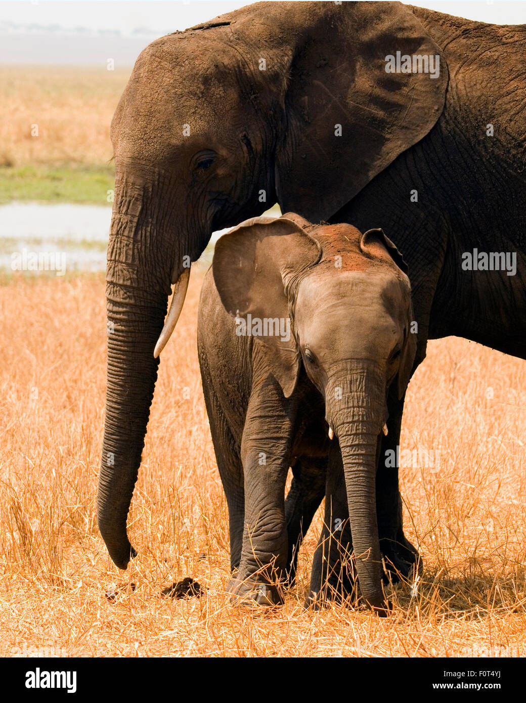 Mutter und Baby Elefant im Tarangire Nationalpark, Tansania Stockfoto