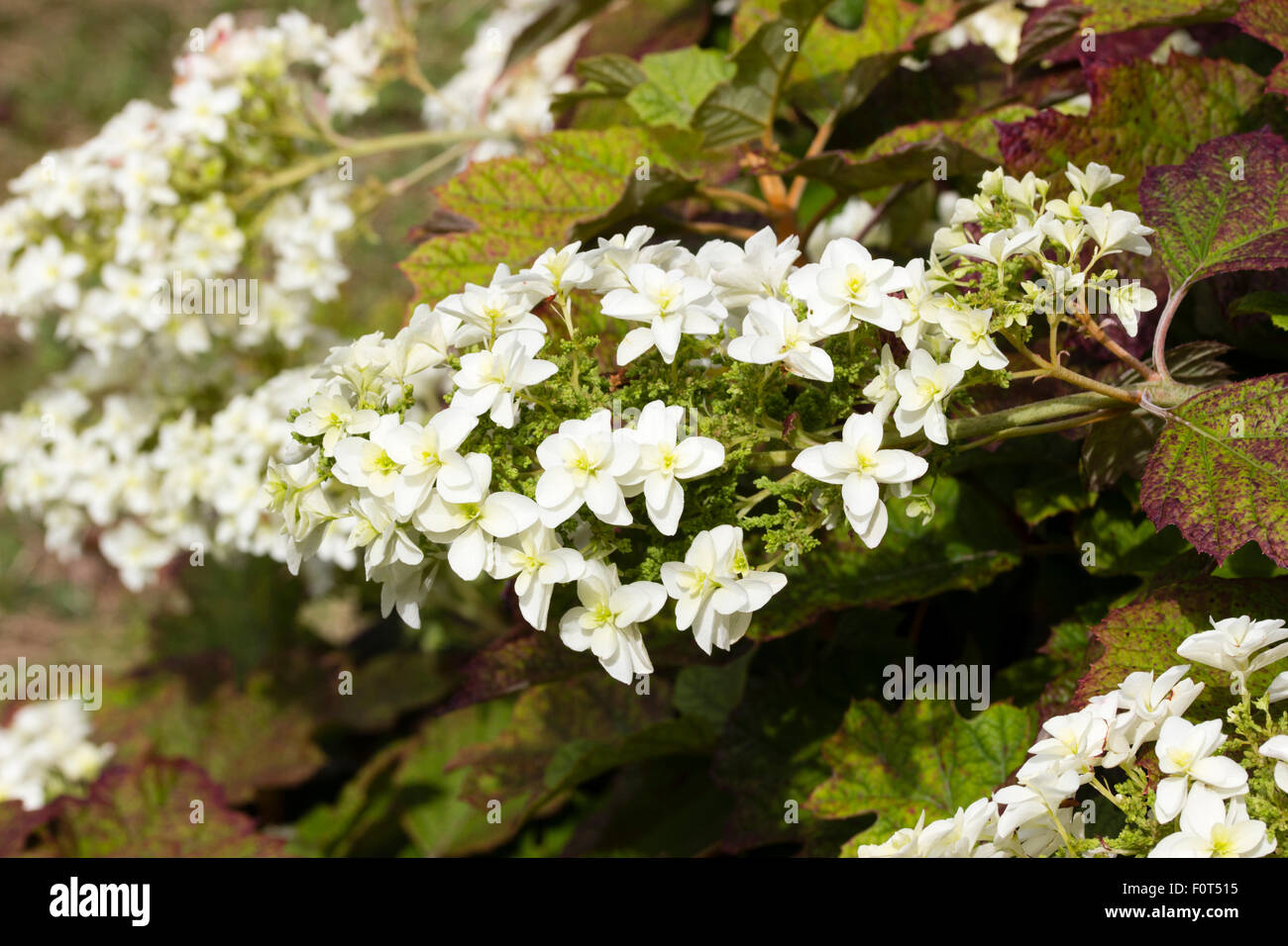 Doppelte blühende sterile Blüten in der Rispe der Eiche Endivie Hydrangea Quercifolia ' Snow Queen' Stockfoto