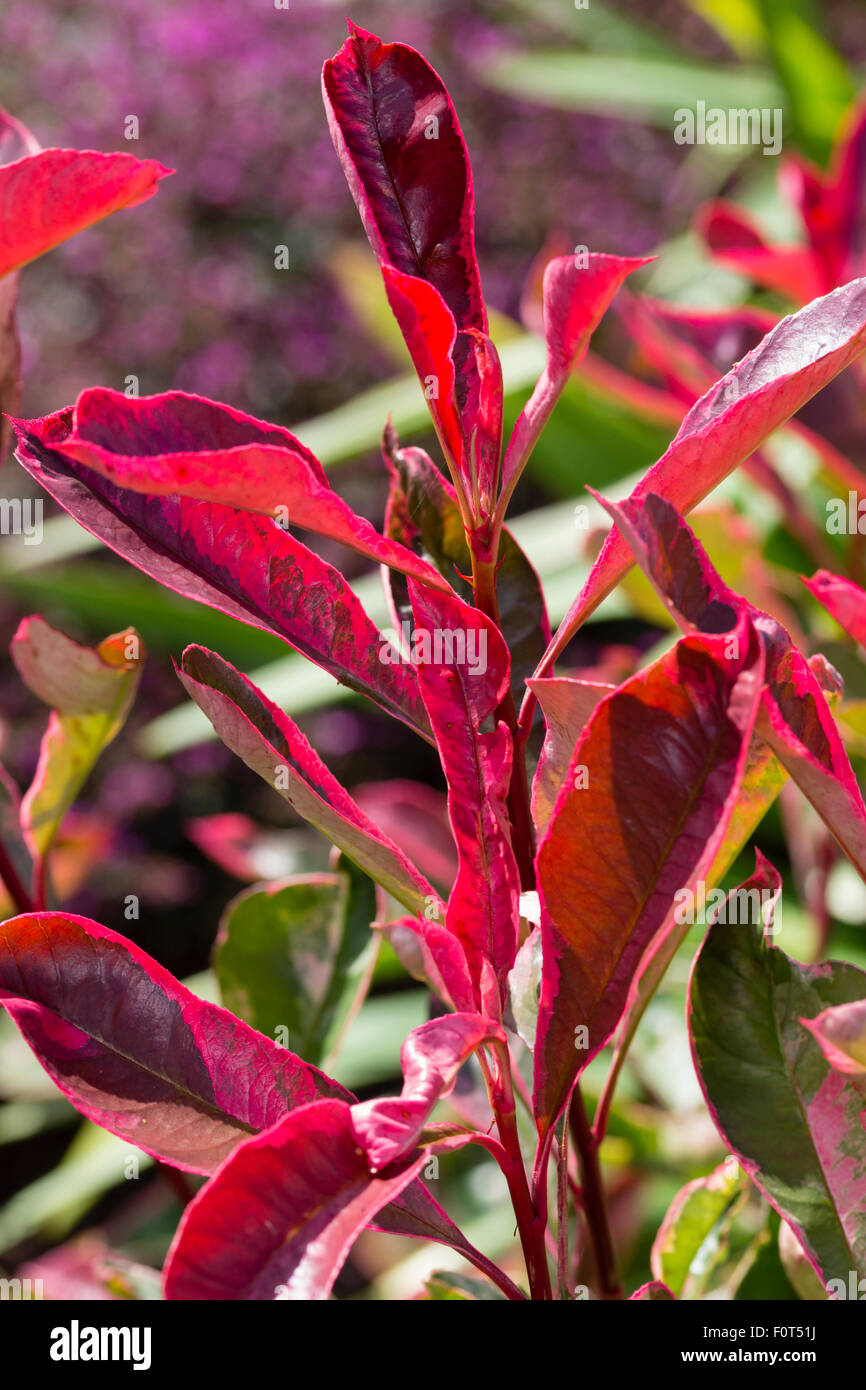 Exotisch gefärbte junge Laub immergrüner Strauch, Photinia X fraseri "Rosa Marmor". Stockfoto