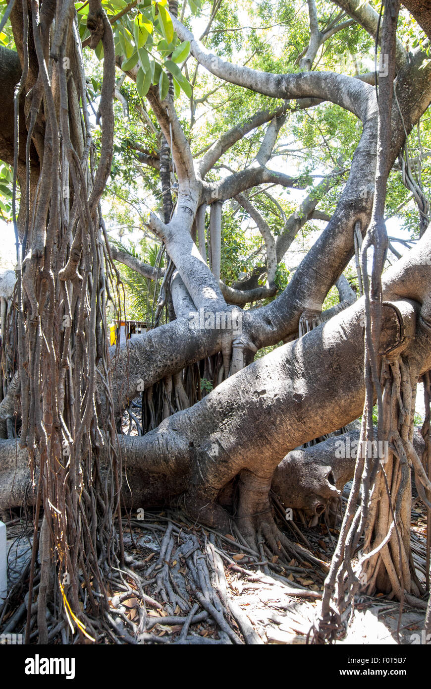 Eine riesige Würgefeige oder Banyan-Baum (Ficus Aurea der Mulberry-Familie) auf Cuale Flussinsel in Puerto Vallarta, Mexiko. Stockfoto
