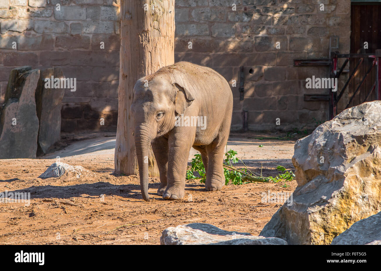 Asiatische Elefanten Baby Stockfoto