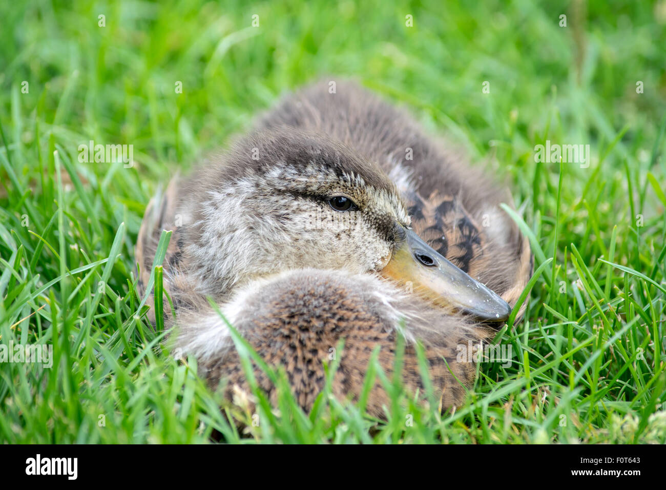 Niedlichen fuzzy duck Stockfoto