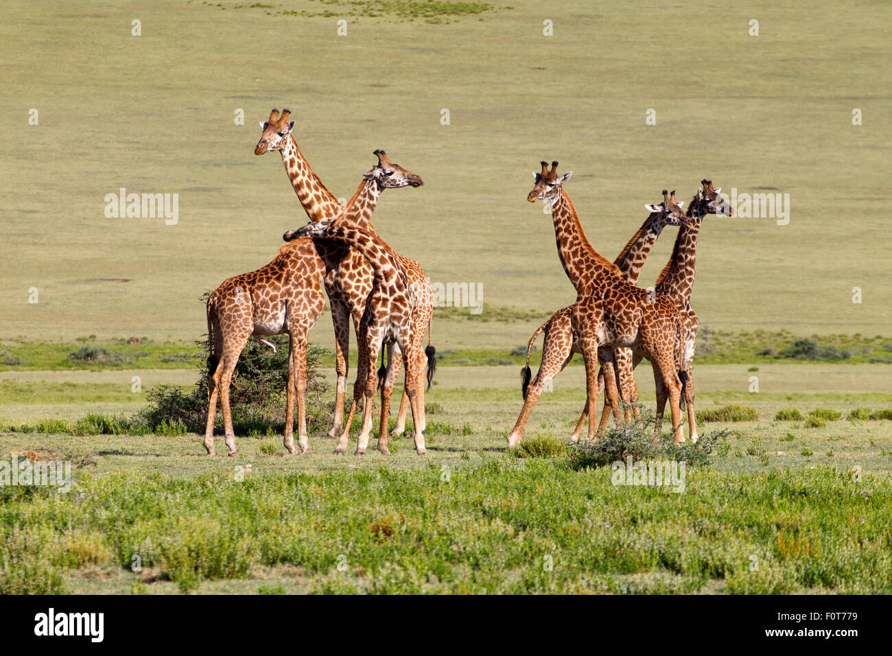 Ebenen oder Masai Giraffen, Tansania Stockfoto