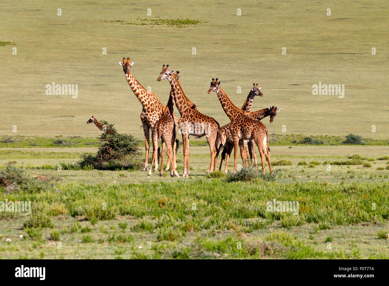 Ebenen oder Masai Giraffen, Tansania Stockfoto