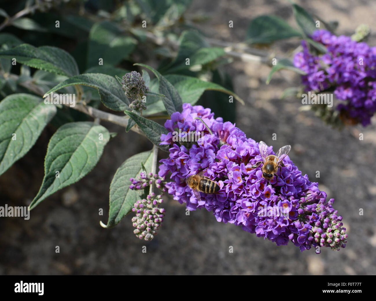 Zwei Bienen sammeln Nektar von Blumen lila Sommerflieder Stockfoto