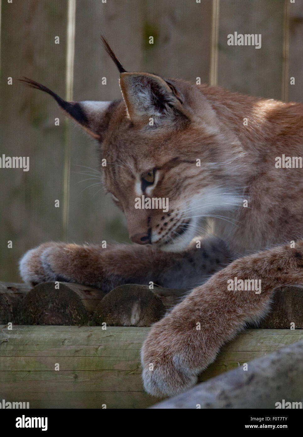 Sibirischer Luchs Kopf geschossen Stockfotografie Alamy