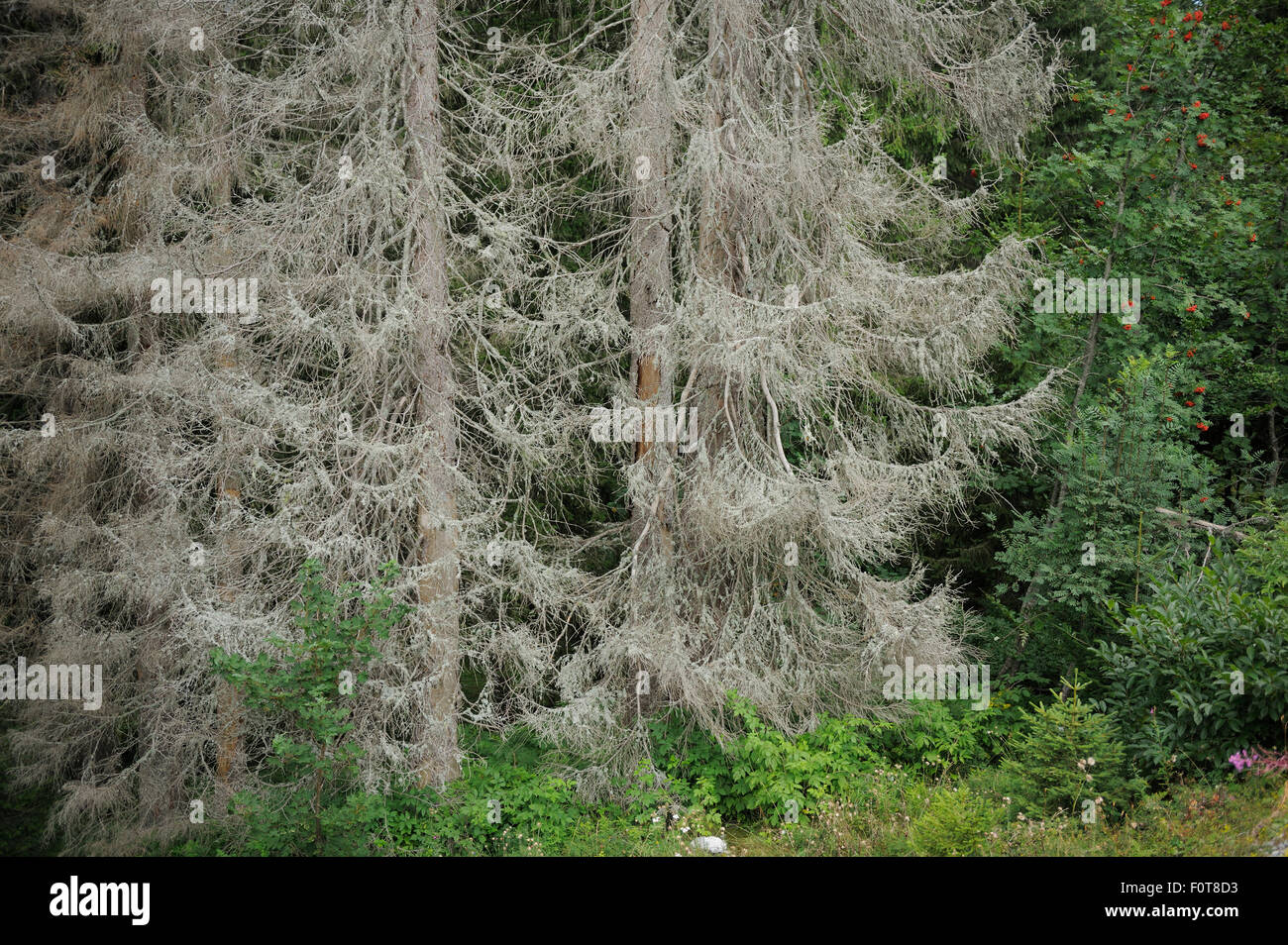 Bäume sterben, Borkenkäfer-Befall, Nationalpark Nord Velebit, Naturpark Velebit, Dalmatien, Adria, Kroatien Stockfoto