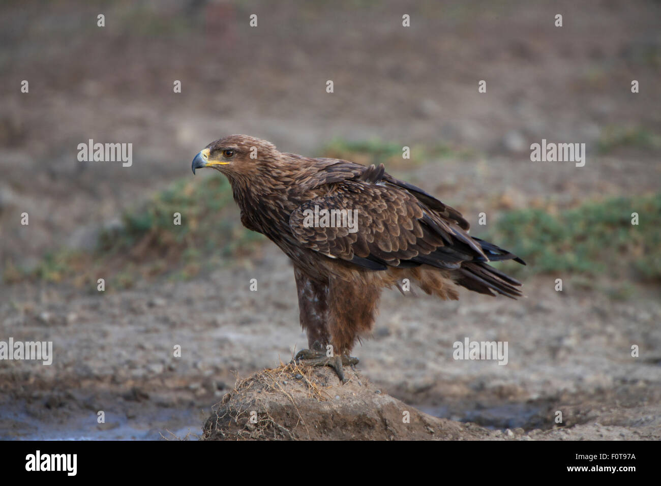 Tawny Eagle Closeup Stockfoto