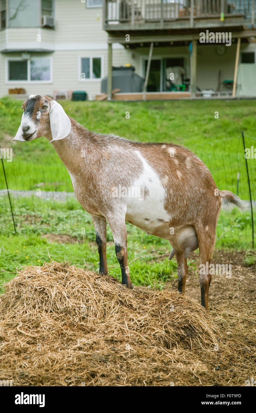 Nubischen Ziege (Sonett) stehen in einem eingezäunten Bereich in einer kleinen urban Farm, mit einem benachbarten Haus zeigen, in Bellevue, Washington Stockfoto