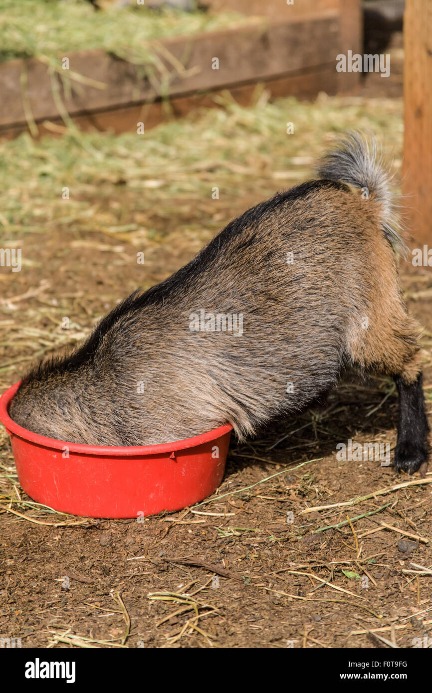 Eine bodenlose Futternapf?  Die afrikanische Pygmy Ziege Kind Kopf scheint zu verschwinden, wie es mit seinen Futternapf spielt. Stockfoto