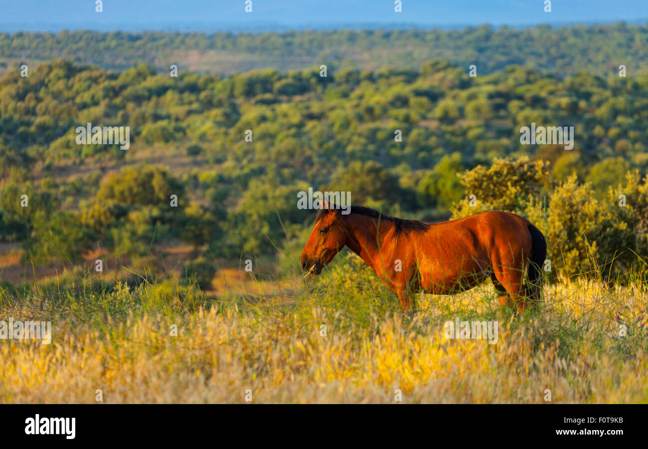 Retuerta Pferd (Equus Ferus Caballus) einmal heimisch, jetzt neu eingeführt, um in Campanarios de Azaba biologische Reserve, eine Verwilderung Weiden Area Europe, Salamanca, Castilla y Leon, Spanien Stockfoto