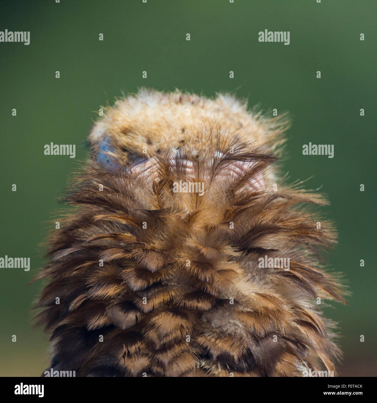 Europäische schwarze Geier (Aegypius Monachus) hinten anzeigen Kopf Federn, Campanarios de Azaba biologische Reserve, eine Verwilderung Area Europe, Salamanca, Castilla y Leon, Spanien Stockfoto