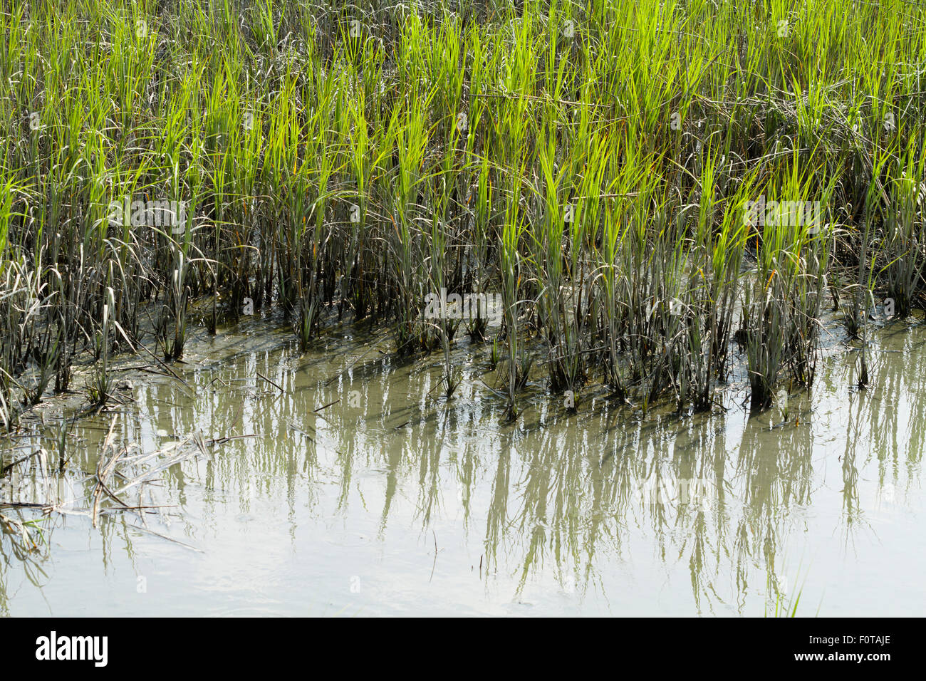Glatte Cordgrass und Schlamm im Brackwasser Küstengebiet in Murrells Inlet, South Carolina. Stockfoto