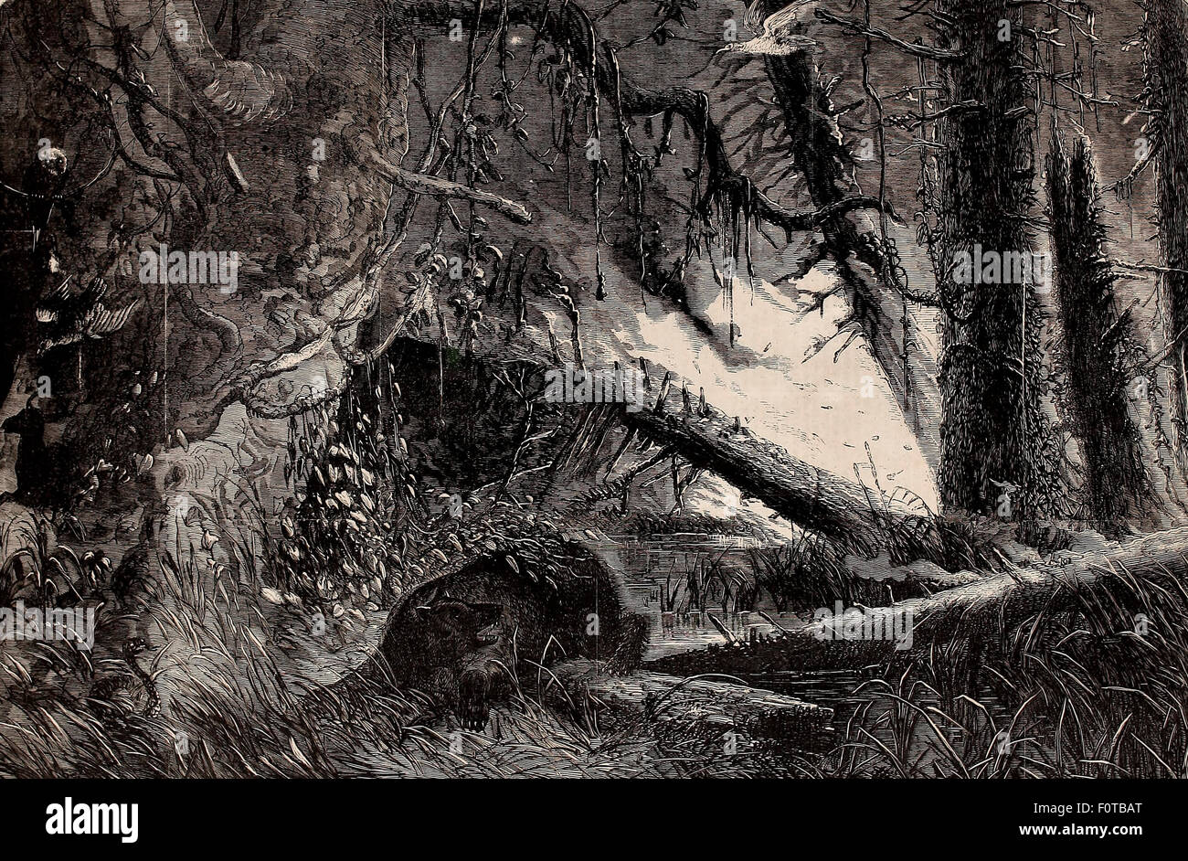 Dem großen Brand im Dismal Swamp, Virginia, 1865 Stockfoto