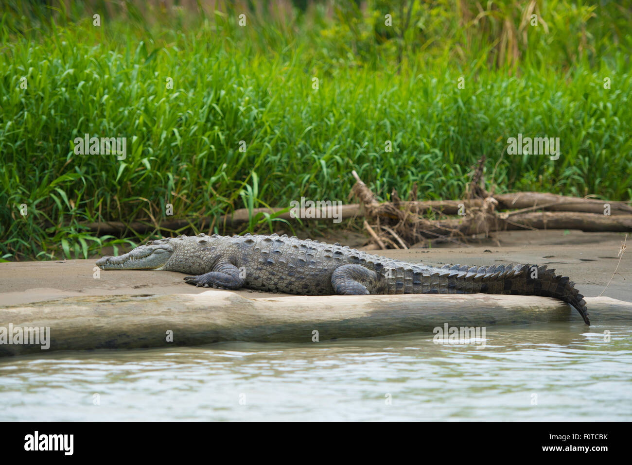 Krokodil oder Crocodylidae liegend am Ufer eines Flusses in Costa Rica. Stockfoto
