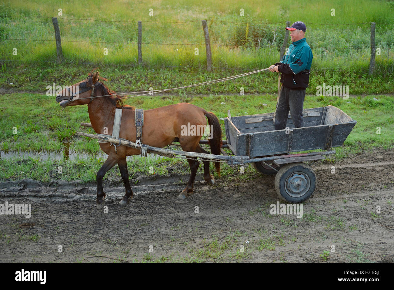 Traditionelle Mittel der Transport, Pferd und Wagen, Delta Verwilderung Donauraum, Rumänien Mai 2012 Stockfoto