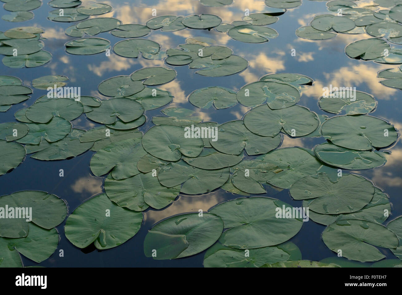 Gelbe Seerosen (Teichrosen Lutea) Seerosen, Danube Delta Verwilderung Fläche, Rumänien Stockfoto