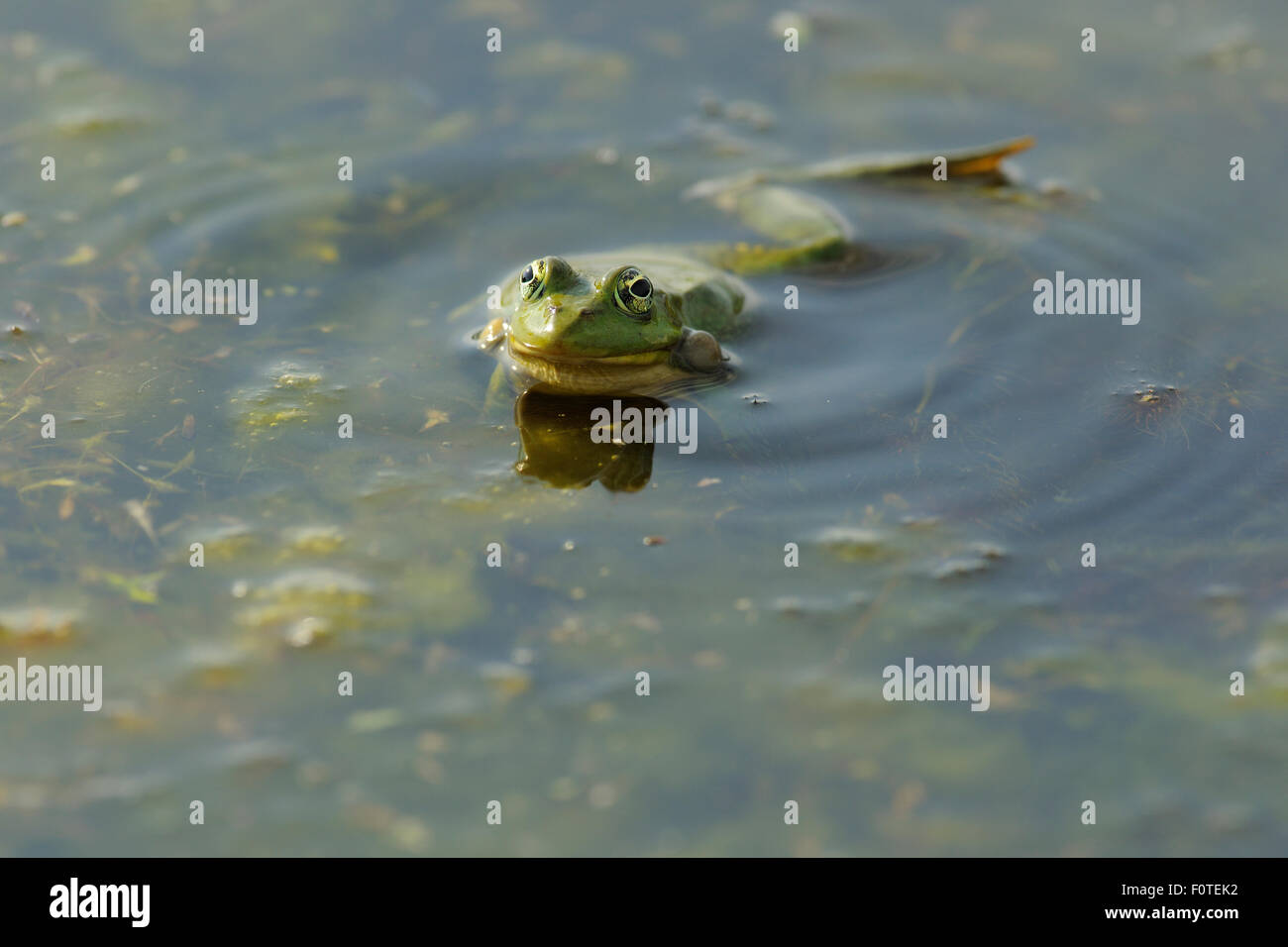 Pool-Frosch (Rana Lessonae) entfremdet an Oberfläche, Delta Verwilderung Donauraum, Rumänien Stockfoto