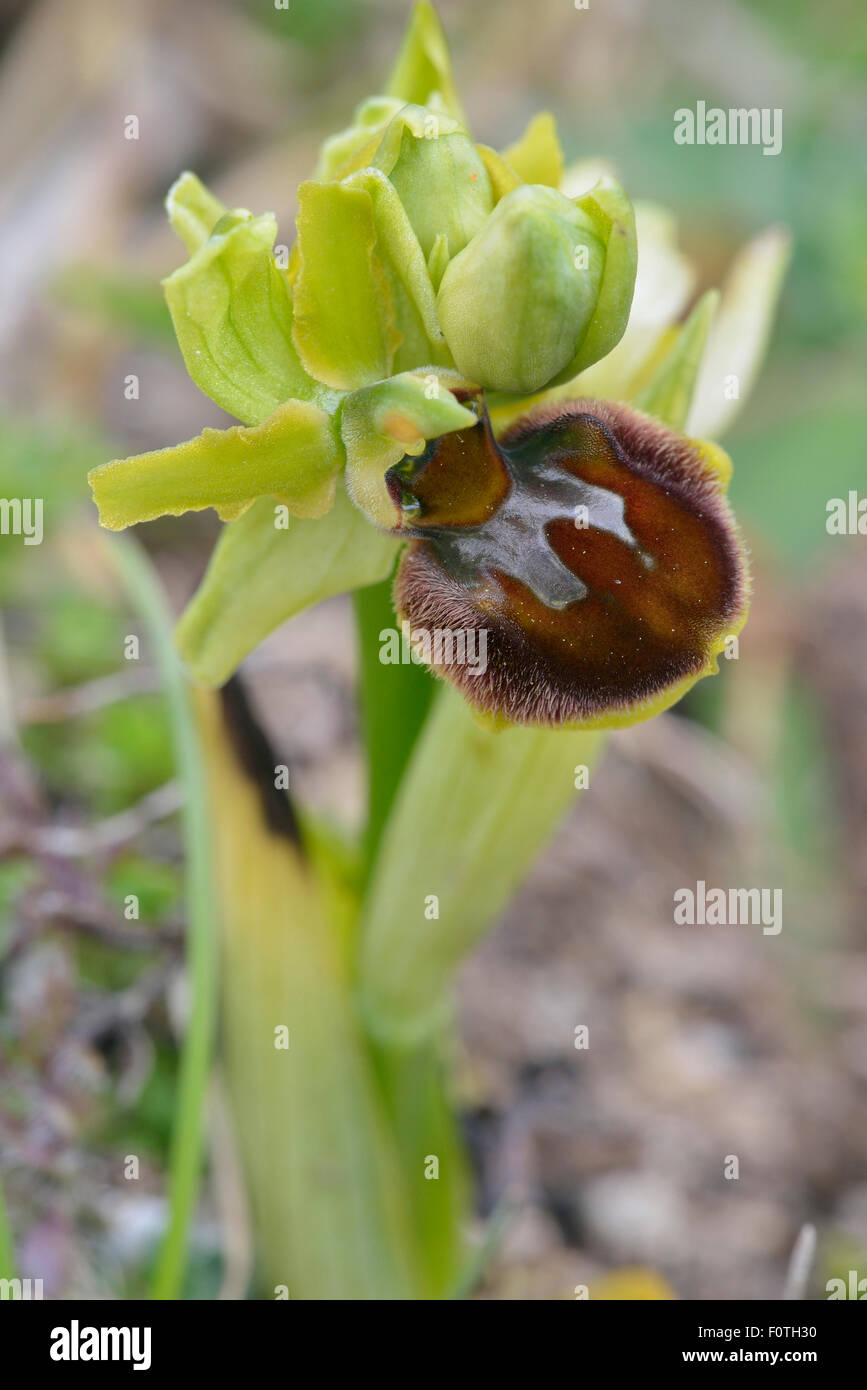 Frühen Spider Orchid - Ophrys Sphegodes seltene Blume Stockfoto