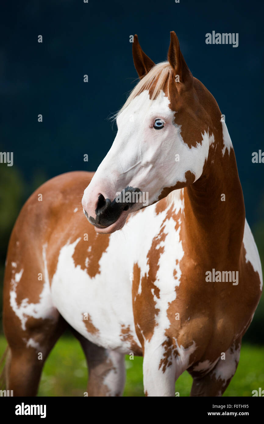 Sorrel Overo Paint Horse mit einem blauen Auge Stockfoto