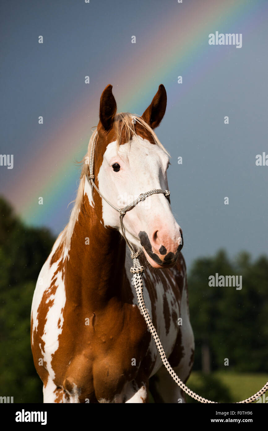 Sorrel Overo Paint Horse mit Seil Halfter gegen Regenbogen Stockfoto
