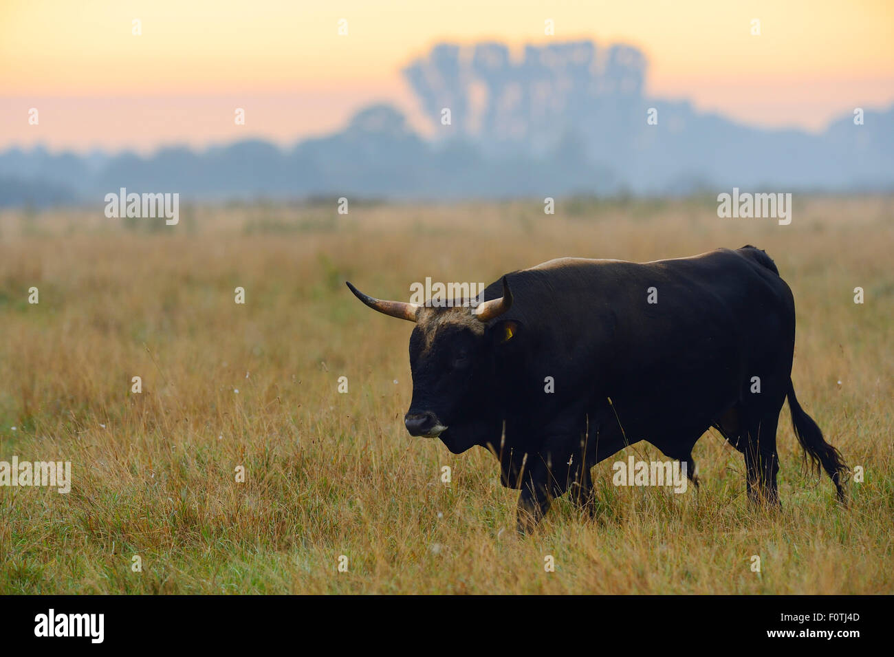 Kreuzen Sie zweite Generation Bull (Bos Taurus) auf die Auerochsen Brutplatz von der Taurus-Foundation, Keent Nature Reserve, den Niederlanden, September laufen. Stockfoto