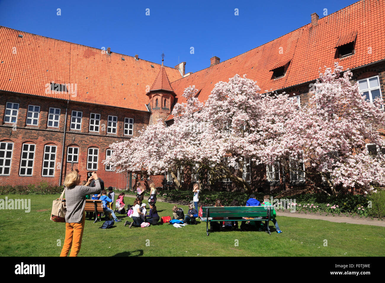 Blühende Magnolienbaum im Rathaus Garten, Lüneburg, Lüneburg, Niedersachsen, Deutschland, Europa Stockfoto