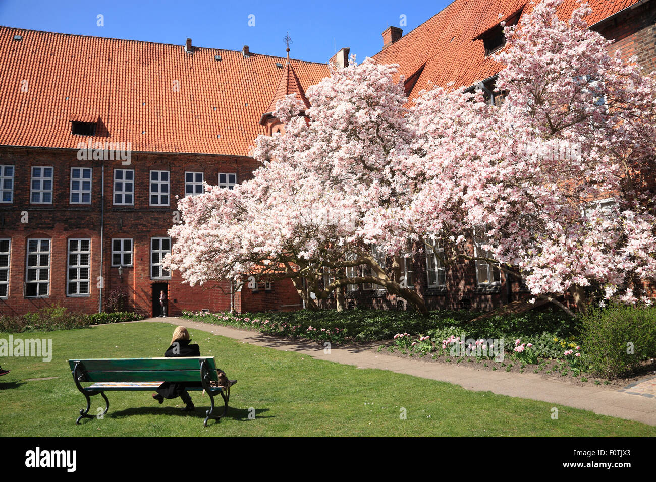 Blühende Magnolienbaum im Rathaus Garten, Lüneburg, Lüneburg, Niedersachsen, Deutschland, Europa Stockfoto