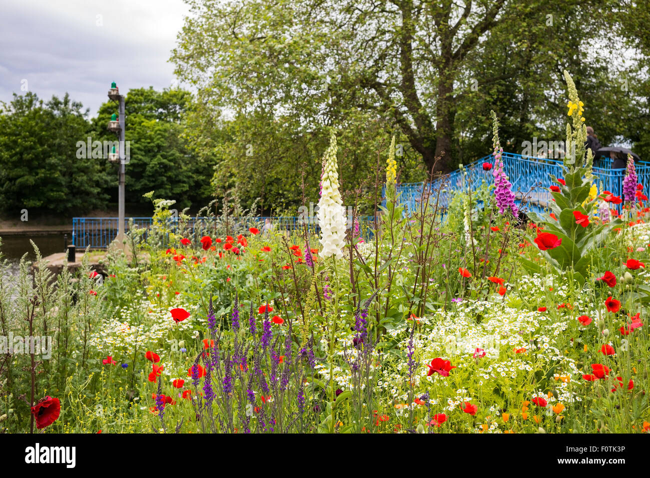 Eine Wildblumen Garten von Blue Bridge, City of York, Yorkshire, England, UK Stockfoto