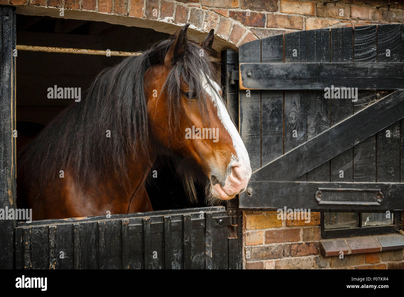 Dunkle braune Pferd aus Stall Stockfoto
