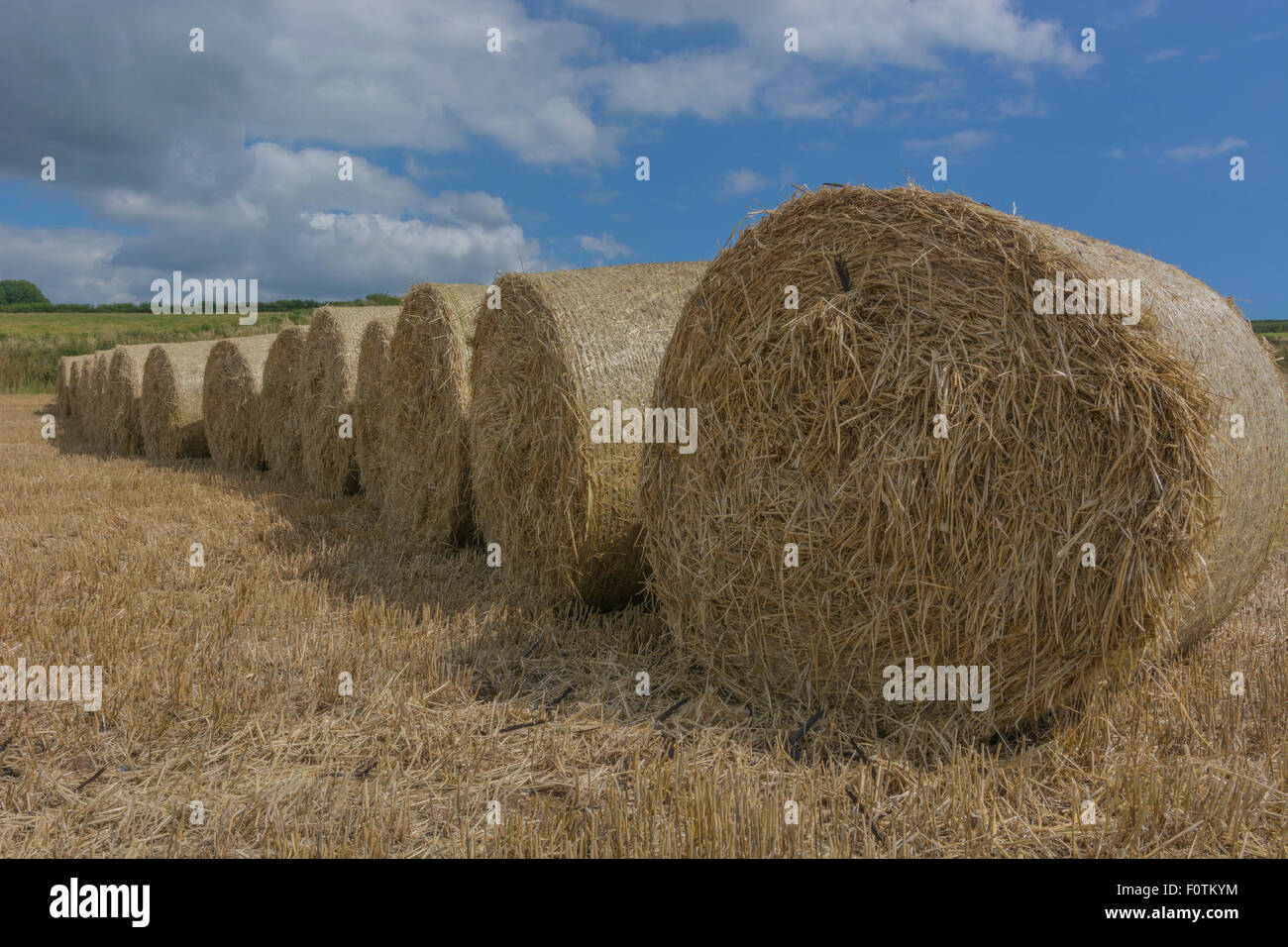 Heu-/Strohballen und stoppel Feld nach der geernteten Getreide. Metapher für die Ernährungssicherheit/Anbau von Nahrungsmitteln, landwirtschaftlichen Subventionen. Stockfoto