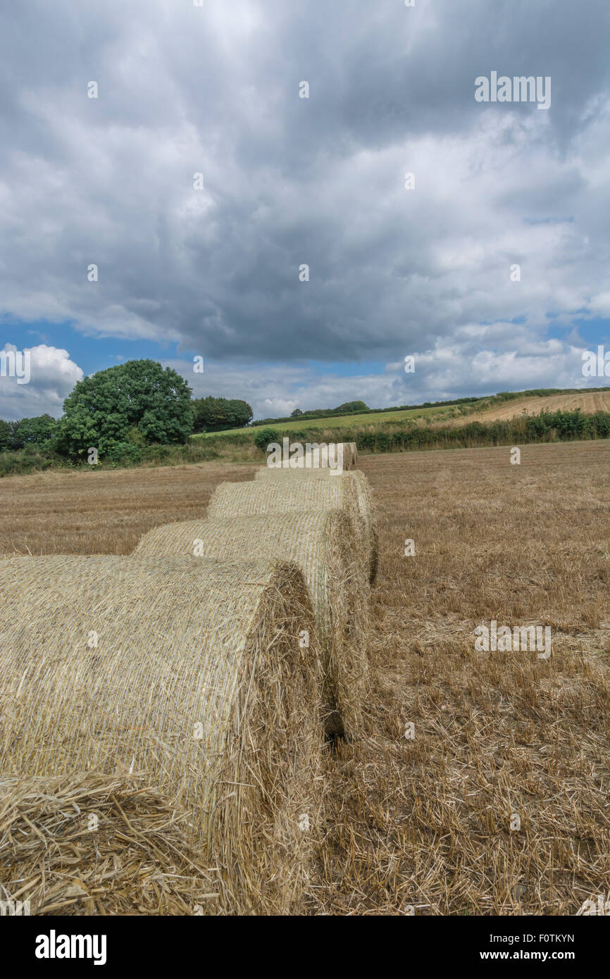 Heu-/Strohballen und stoppel Feld nach der geernteten Getreide. Fokus auf Ballen und stoppel im Vordergrund unten Bild. Metapher für die Ernährungssicherheit. Stockfoto