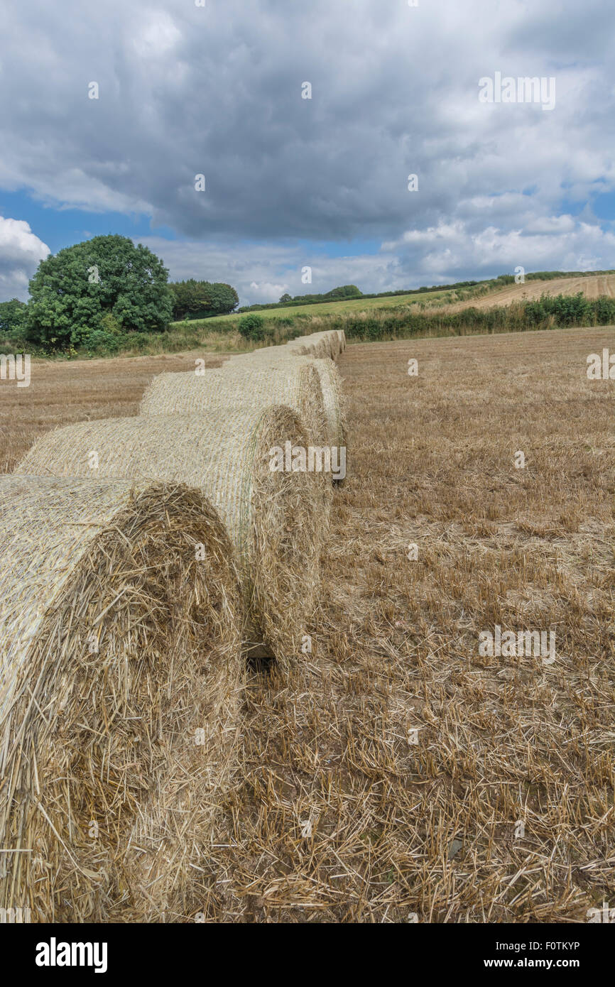 Heu-/Strohballen und stoppel Feld nach der geernteten Getreide. Fokus auf Ballen und stoppel im Vordergrund unten Bild. Metapher für die Ernährungssicherheit. Stockfoto