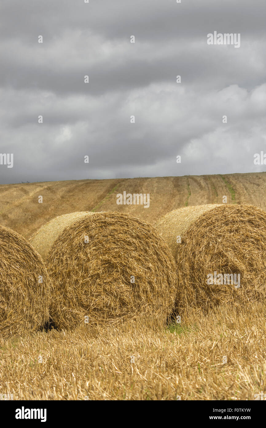 Heu / Strohballen und Stoppeln Feld nach geerntetem Getreide + Sturmwolken. Fokus auf die Vorderseite der Ballen. Für Ernährungssicherheit / Anbau von Lebensmitteln. Stockfoto