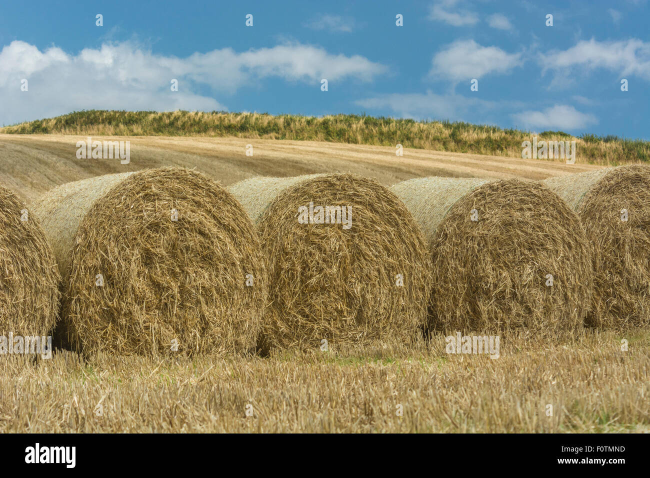 Heu-/Strohballen und stoppel Feld nach der geernteten Getreide. Fokus auf Stirnflächen der Ballen. Metapher Ernährungssicherheit/Anbau von Nahrungsmitteln, landwirtschaftlichen Subventionen. Stockfoto