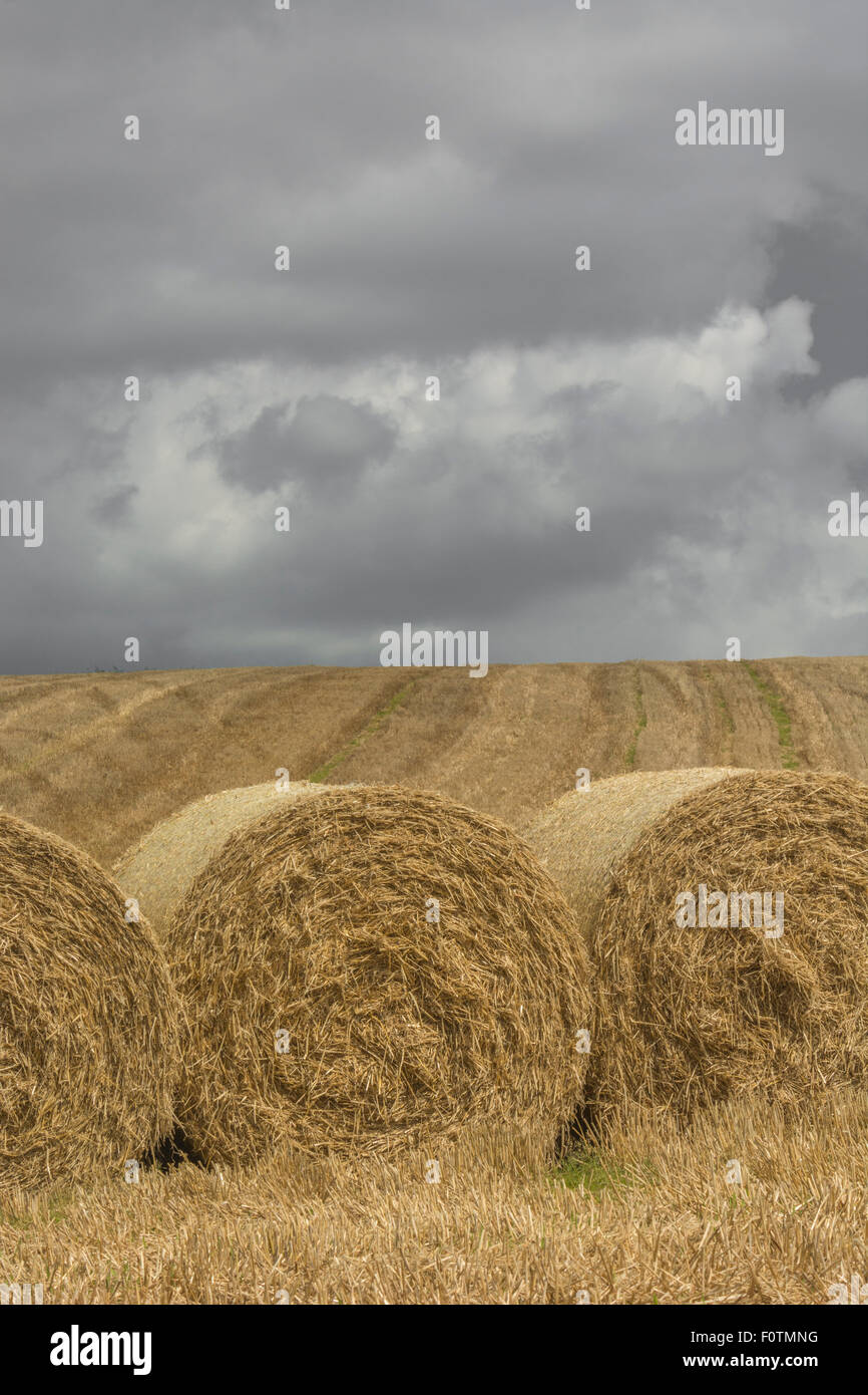 Heu-/Strohballen und stoppel Feld nach der geernteten Getreide. Konzentrieren Sie sich auf das untere Drittel des Bildes. Metapher Ernährungssicherheit/Anbau von Nahrungsmitteln, landwirtschaftlichen Subventionen. Stockfoto