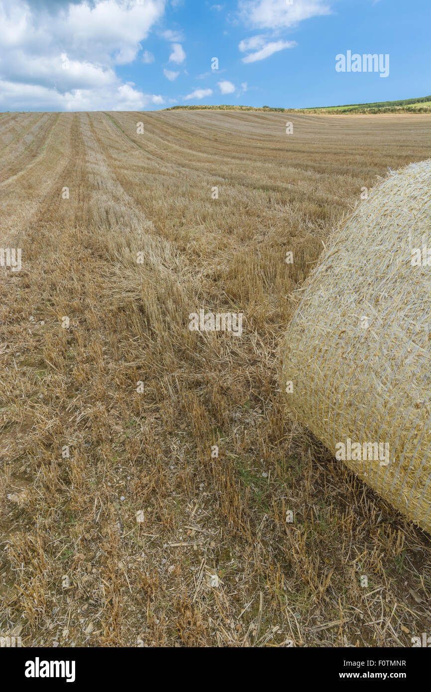 Heu-/Strohballen und stoppel Feld nach der geernteten Getreide. Fokus auf Ballen und Vordergrund Stoppeln von Ballen nach links. Metapher für die Ernährungssicherheit. Stockfoto
