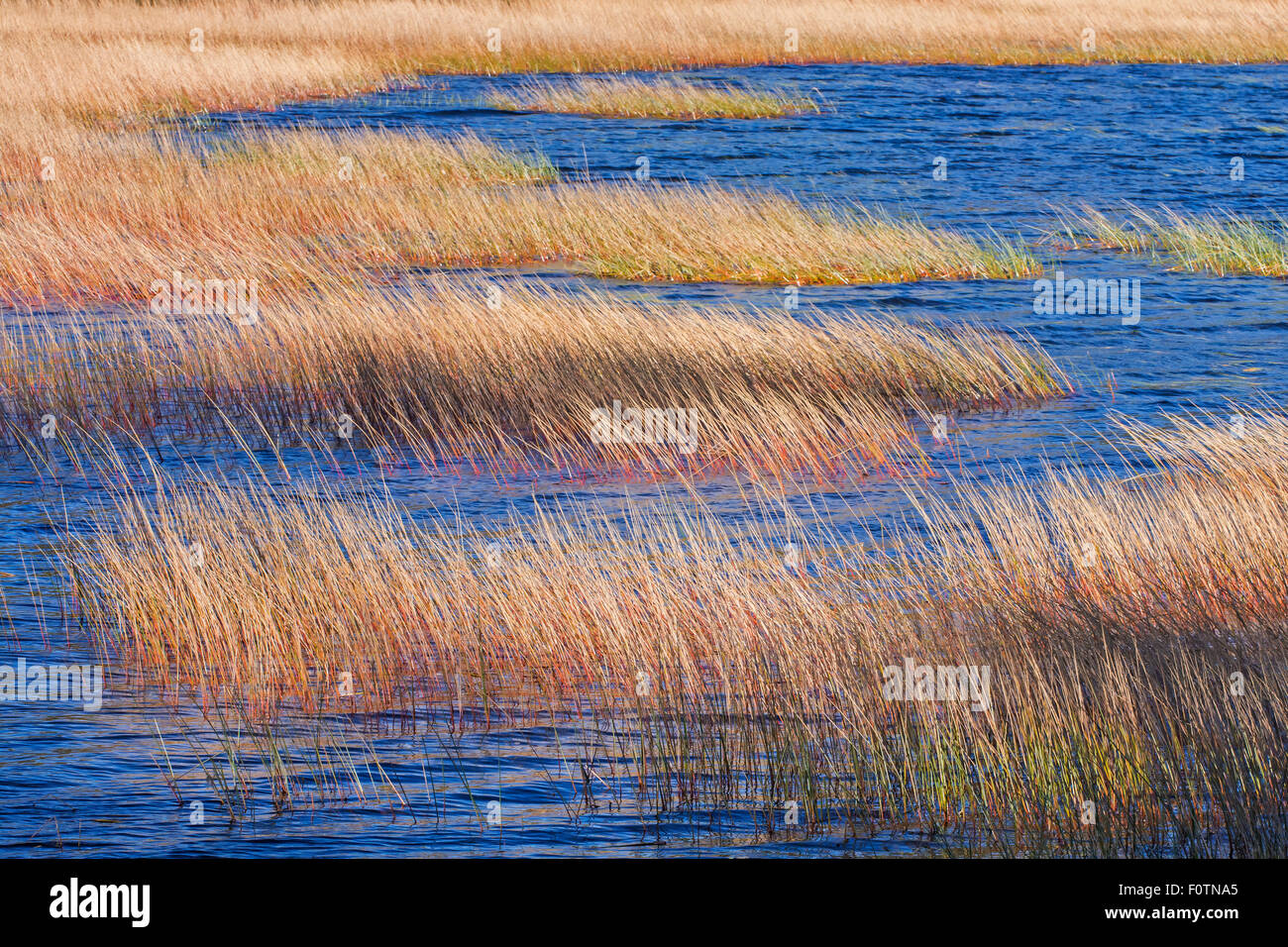 Herbst Gräser im Acadia National Park, Maine. Stockfoto