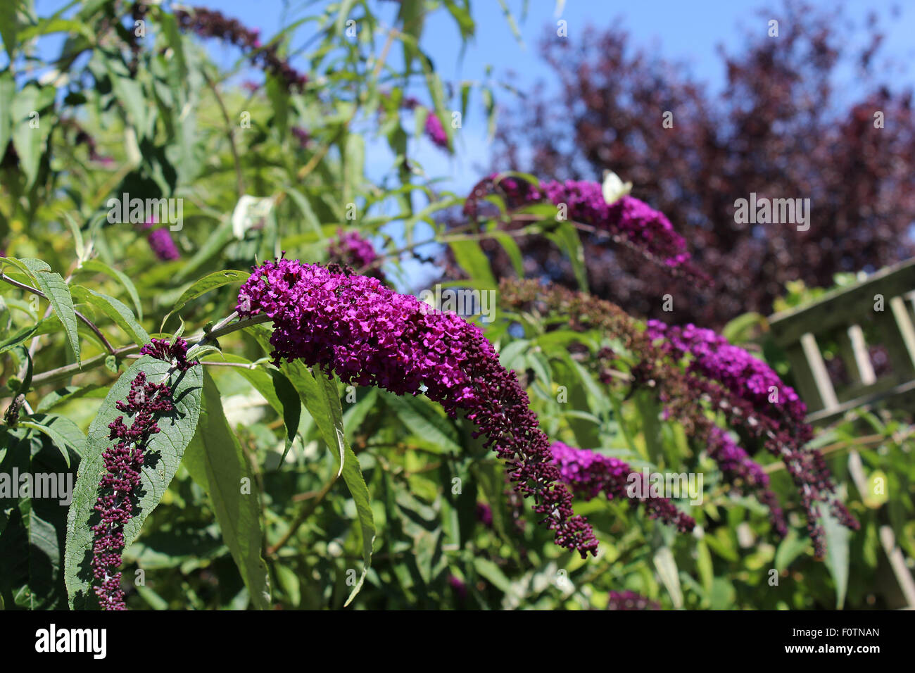 Dorset Garten Stockfotos Dorset Garten Bilder Alamy