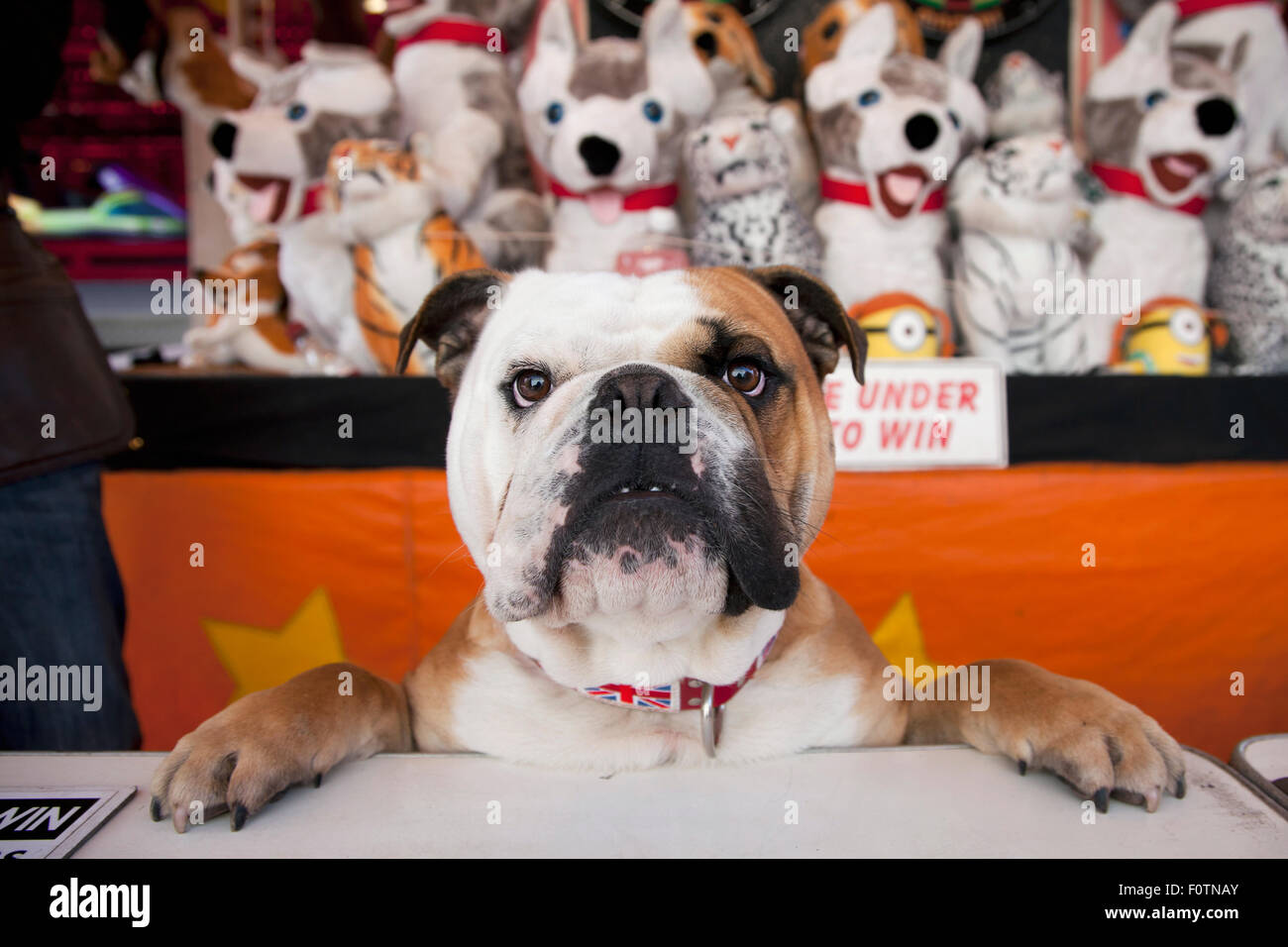 Britische Bulldogge wacht über Stall Jahrmarkt Stockfoto