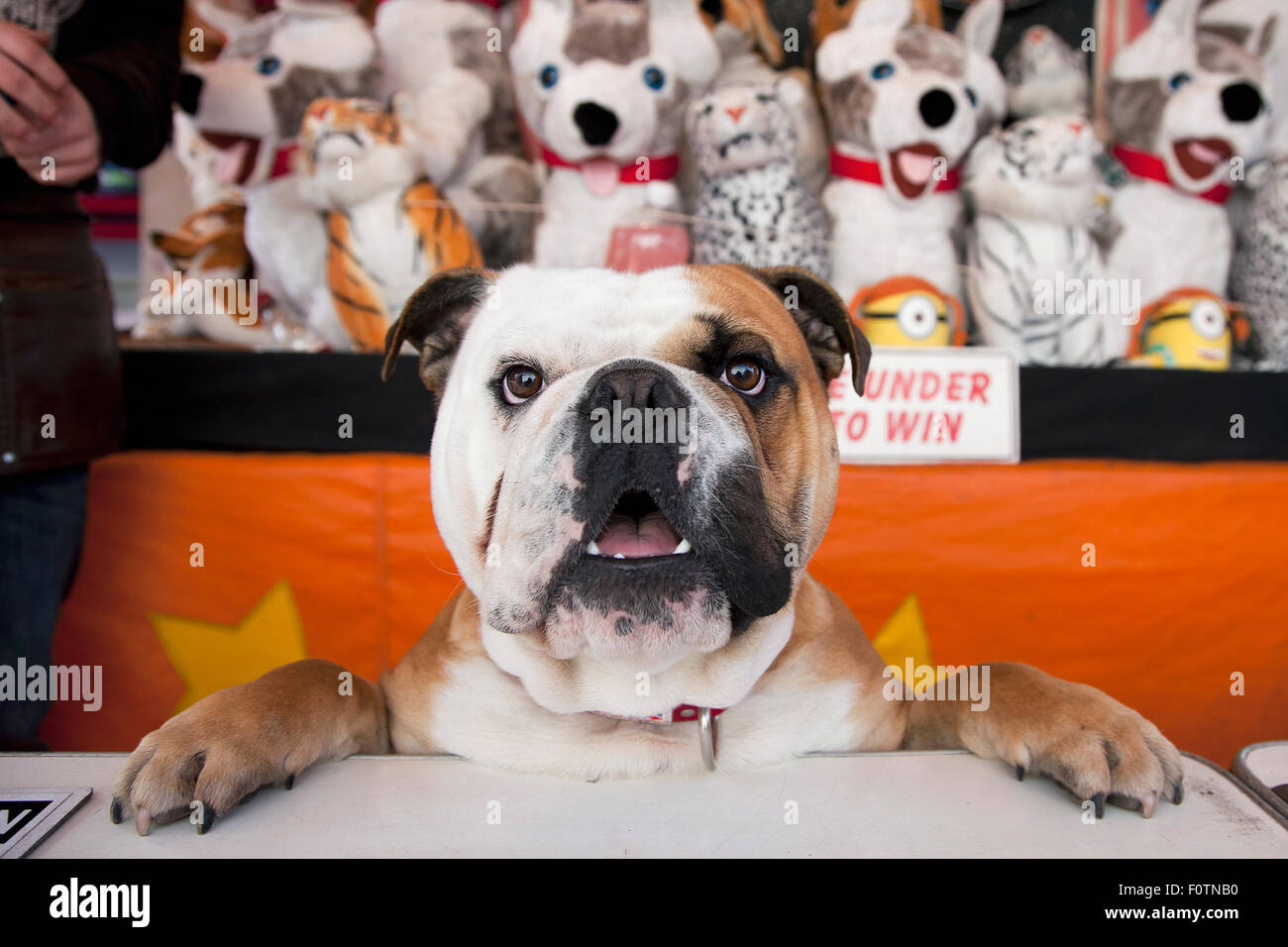 Britische Bulldogge wacht über Stall Jahrmarkt Stockfoto