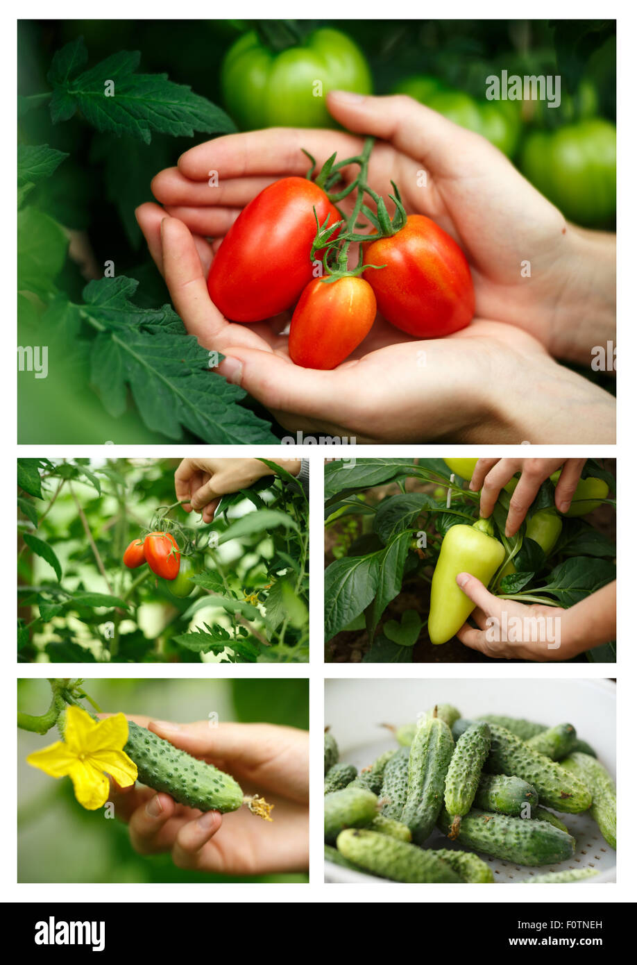 Gemüse ernten Collage. Locavore, sauber Essen, biologische Landwirtschaft, lokale Landwirtschaft, wachsende Konzept. Selektiven Fokus Stockfoto