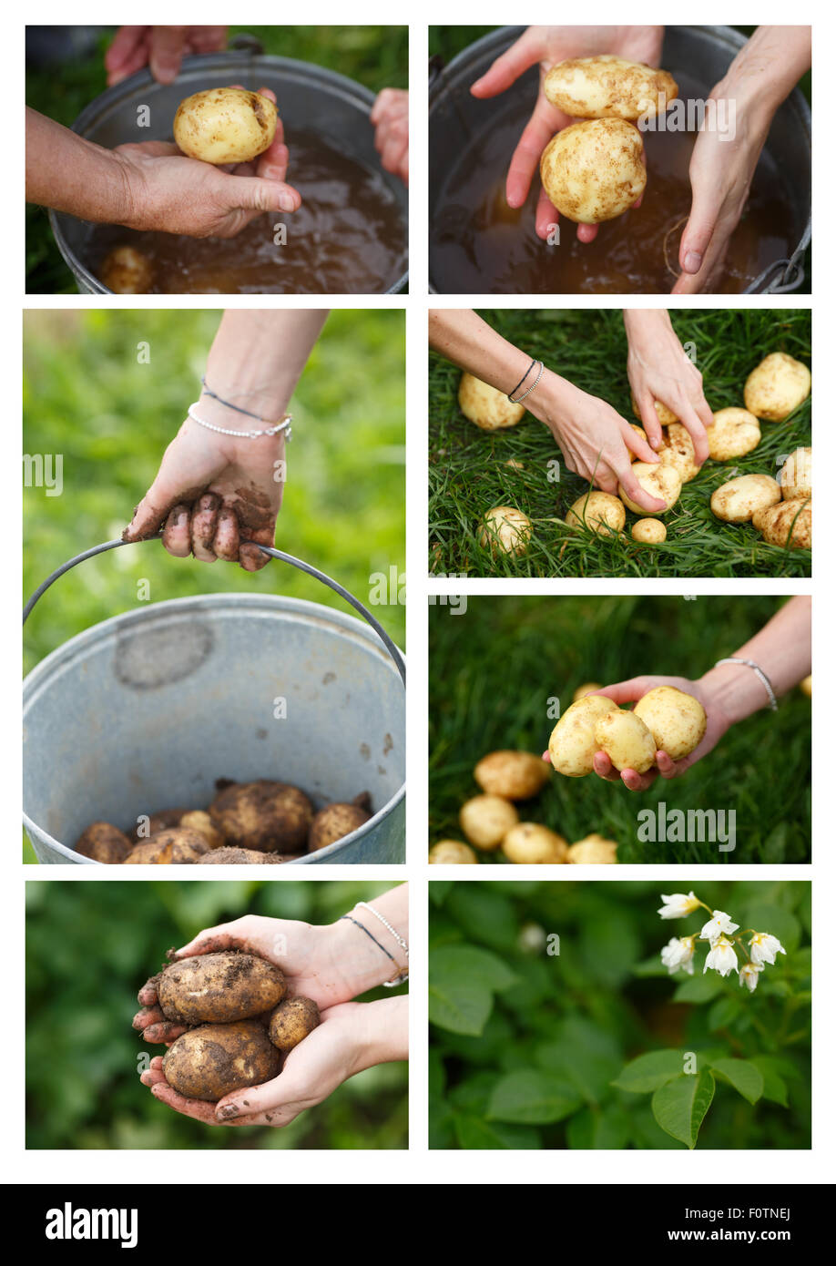 Kartoffel-Ernte Collage. Bio Ernte, Locavore-Konzept Stockfoto