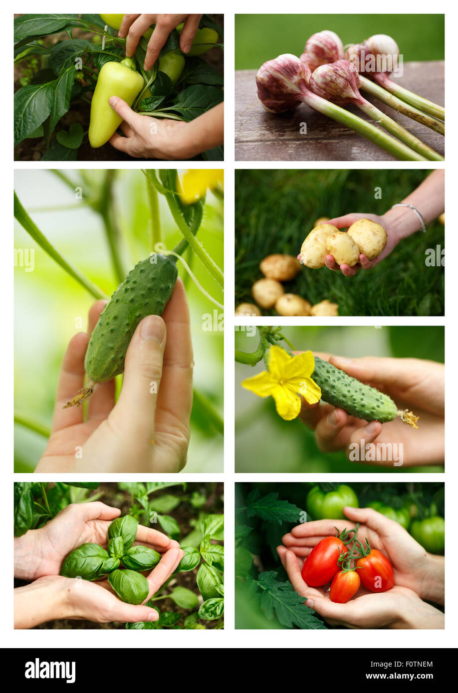Collage zu ernten. Locavore sauber Essen, ökologische Landwirtschaft, lokale Landwirtschaft, Anbau, Ernte Konzept. Stockfoto