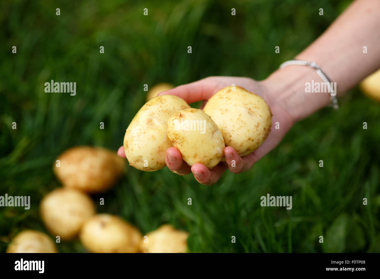 Kartoffeln zu ernten. Weibliche Hände gewaschen Kartoffeln gegen Grass hält. Locavore, sauber Essen, ökologische Landwirtschaft, lokale Landwirtschaft, g Stockfoto