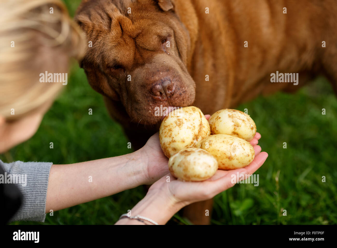 Kartoffeln zu ernten. Hunde schmecken die frisch geernteten und gewaschenen Kartoffeln auf weibliche Hände. Locavore, sauber Essen, Bio l Stockfoto